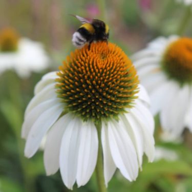 #springday #2018 #wheredidaugustgoto #wheredidtheyeargoto #thanksforposingagainbee #nature #green #gardens #of #versaillesgardens #paris #france #art #travellingthroughtheworld&hellip;