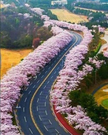 Nice of flower garden Most beautiful roads in the world #landscapstyles #folkmagazine #chicago #exklusiveshot…