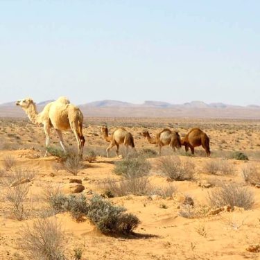 Tunezja dzikie wielbłądy. Wielblad potrafi jednorazowo wypić do 200 litrów wody, a jeśli nie&hellip;