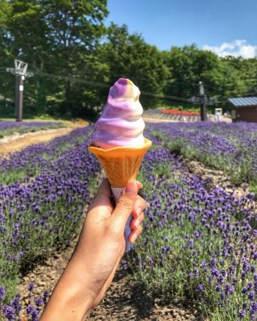 Tambara Lavender Park Gunma , Japan ???????? . #iamtb #tb #japan #wanderlust # travel…