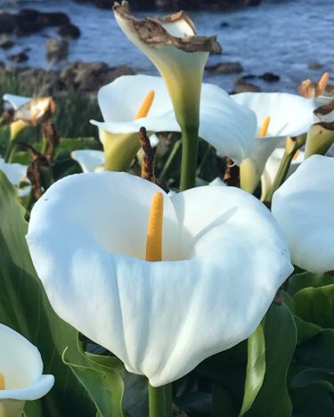 The earth laughs in flowers I remember this was on the side of the…