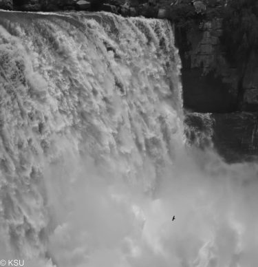 Bird and the When I was photographing this waterfall saw a bunch of birds…