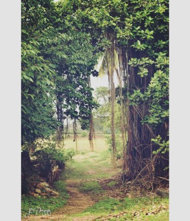 Nature #nature #naturelovers #landscapephotography #landscape #photographyclub #photographyislife #photographyhub #farm #fabclickz #indiaphotographyclub #instagram #instagujarat #exploregujarat…
