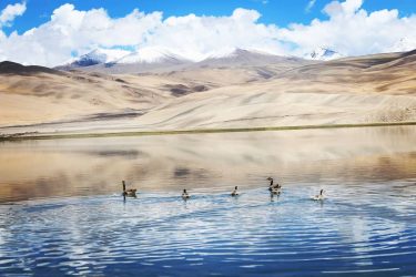 In the calm waters swim these tiny creatures so peacefully!! #beingladakhi #ladakhdiaries #ladakh_insta_diaries #ladakh_lovers…