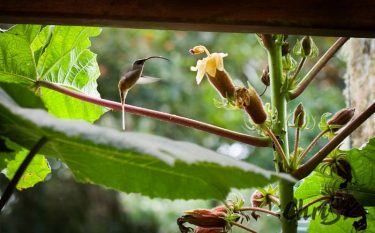 This cool looking hummingbird is a Tawny Bellied Hermit! We saw a couple of&hellip;