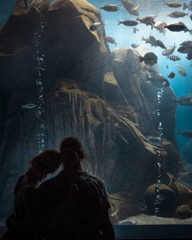 Watching underwater life from the other side is a breathtaking experience. Water is the…