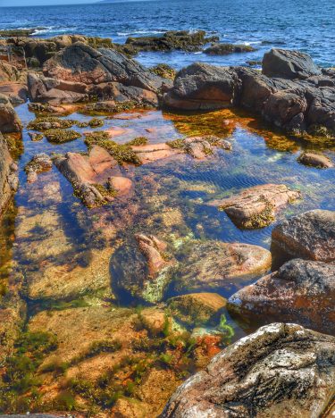 Took a walk along the Ship Harbor Trail in #acadianationalpark – famous for its…