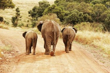 family portrait My favourite picture taken through the entire Safari weekend. Ele-family . .…