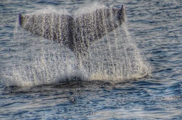 Who could go to #barharbor and not go see some whales?! We were incredibly…