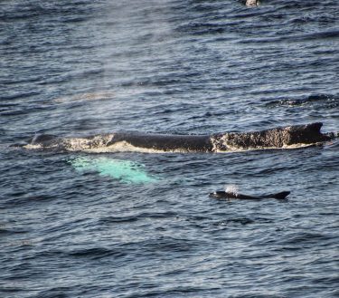No. This isn’t another mama+baby pic. This is an #atlanticwhitesideddolphin swimming alongside a #humpbackwhale…