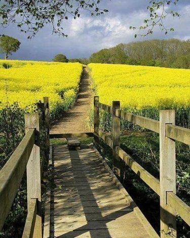 Nature view of Mustard garden #landscapstyles #exklusiveshot #visualsofearth #beautifuldestinations #ilovetravel #amazing #hermanosviajeros #iloveamsterdam #igersnetherlands…