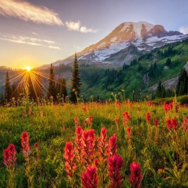 Flowers #Sunset at Skyline Trail in Mount Rainier National Park #Washington #landscapstyles #exklusiveshot #visualsofearth…