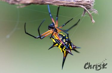 In contrast to yesterday’s post – this photo IS of a spider! ️️️ The…