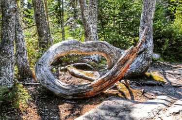 Found this odd tree on the #wonderlandtrail in #acadianationalpark What do you think caused…
