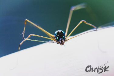 Check out this awesome irridescent daddy-long-legs we saw in Ecuador! Doesn’t it look just…