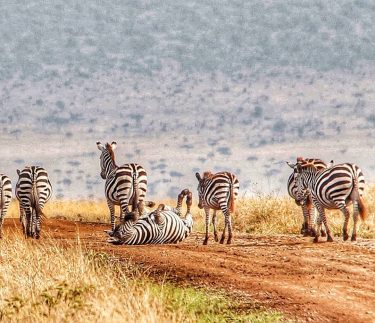 ???? ZEBRA CROSSING ???? . There’s always one joker in the group thats more…