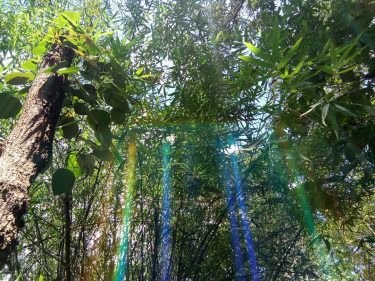 Haven’t seen a rainbow like this #rainbow #rainbow #nativeplace #naturelovers #naturephotography #rainbowinforest #mobilephotography #maharashtra_clickers…