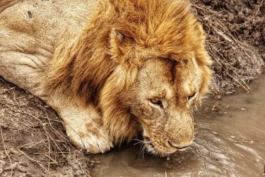 Simba . To complete the family here HE is. One of 2 lone young…