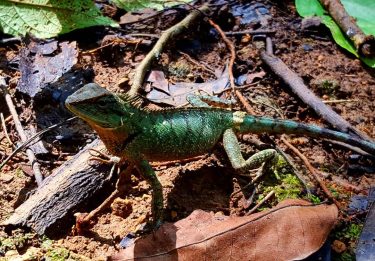 #luangprabang #laos #kuangsiwaterfall #geco #animalphotography #animals #photography #travelblog #travelblogger #travelthroughlenses #travellingmakesmehappy #instagood #nature #naturephotography…
