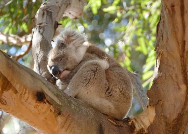 Beautiful sleeping Koala #koala #koalasofinstagram #sleeping #koalas #koalabear #koalabears #wildlife_shots #wildlife #wonderfulplaces #wildlife #wildlifepics…