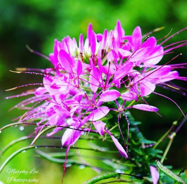 A fresh morning after rain! @ The garden of Bhuping Palace, Chiang Mai, Thailand.…