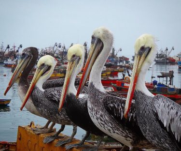 Arica, Chile ???????? #pelican #aricachile #lovechile #followｍe #picoftheday #bnesimppl #travel #travelling #vacation #visiting #traveler…