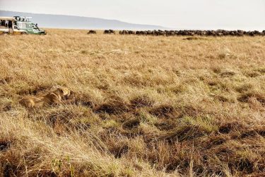 The Hunt . This lone lioness takes her position. Studies the wind. Studies the…