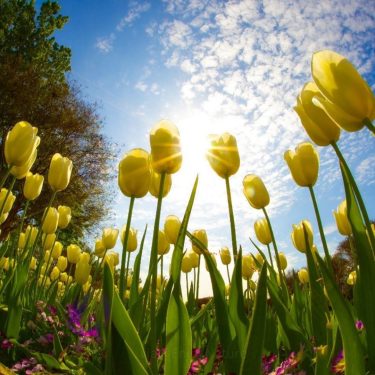 Spring Sunrise and Yellow Tulips Garden #landscapstyles #exklusiveshot #visualsofearth #beautifuldestinations #ilovetravel #amazing #hermanosviajeros #iloveamsterdam…