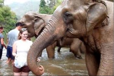 The elephant sanctuary in Bangkok #landscapstyles #exklusiveshot #visualsofearth #beautifuldestinations #ilovetravel #amazing #hermanosviajeros #iloveamsterdam #igersnetherlands…