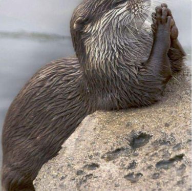 God pls everyone happy #landscapstyles #exklusiveshot #visualsofearth #beautifuldestinations #ilovetravel #amazing #hermanosviajeros #iloveamsterdam #igersnetherlands #winterlove&hellip;