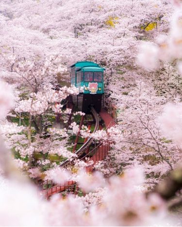 A ride through cherry blossoms – Japan #landscapstyles #exklusiveshot #visualsofearth #beautifuldestinations #ilovetravel #amazing #hermanosviajeros…