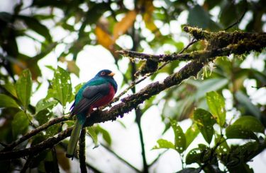 Another really cool looking bird I saw in Ecuador – this is a Masked…