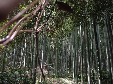 #TB to climbing surrounded by the magic of a bamboo forest in China