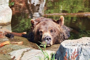 Beautiful #bears of #GrouseMountain #Vancouver . . . #Northvancouver #wildlife #wildlifephotography #bcisbeautiful #beautifulbc #explorebc…