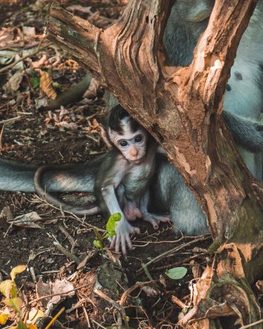 Tellement mignon Petit bébé à la fois curieux et craintif :) J’adore les singes,…