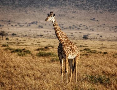 To end the giraffe series if photos check out this beautiful specimen deciding to…