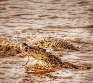 In the end, only one species will survive: The mighty crocodile . This is…