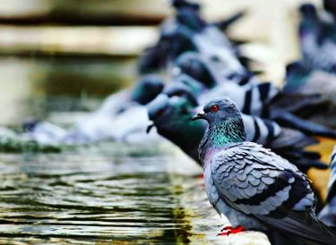 I always wonder why birds choose to stay in the same place when they…