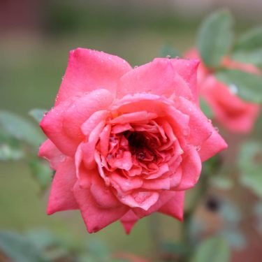 gratitude, grace, admiration, and #pinkroses #nofilterneeded #greenary #waterdrops #notafan #ofpinkorroses #pretty #beautiful #nature #creation…