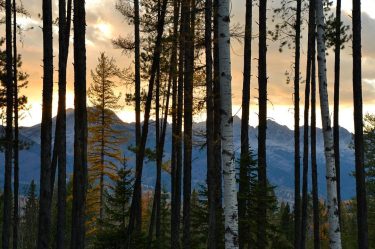 Canadian trees, taken in British Columbian Autumn. #britishcolumbia #canada #imagesofcanada #tourcanada #explorecanada #unlimitedcanada #canadavacations…