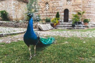 One of the many peacock you’ll find while visiting St. Naum monastary in…