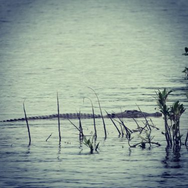 Wild #saltwatercrocodile #watchout !. #wildlifespotting #daintreeriver #crocodile #capetribulation #crocodiles #dangerous #salties #brucebelchersdaintreerivercruises #roadtrip #wildlifeplanet&hellip;