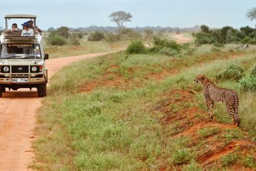 African Safari ???? Burning sky, leopards on the trees, lions chasing gazelles and elephants.&hellip;