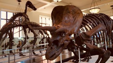 Did anyone say dinosaurs ???? ?Well,then go find them @amnh dinosaurs ???? wing Lovers…