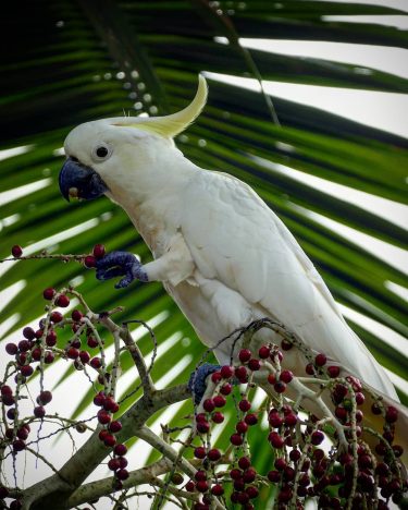 #cockatoo #kakadu #cockatoos #birds #birdsofaustralia #aussiephotos #birdsofinstagram #birdy #spotted #wildlifespotting #wildlife #wildlife_shots #wildlifepics #wildlife_perfection…