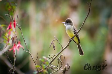 Here’s another bird who enjoyed my moth project just a little too much -…