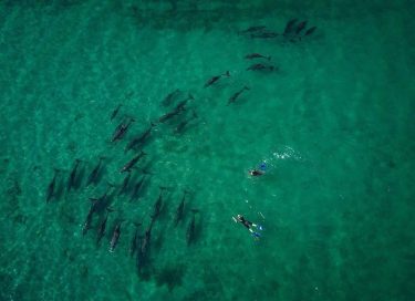 Dolphins in Sadah
