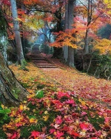 Have a lovely day, dear friends #landscapstyles #exklusiveshot #visualsofearth #beautifuldestinations #ilovetravel #amazing #hermanosviajeros #iloveamsterdam&hellip;