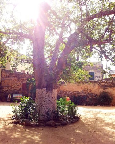 L’arbre emblématique de l’Afrique de l’ouest: le baobab . . . #goree #goreeisland #dakar&hellip;