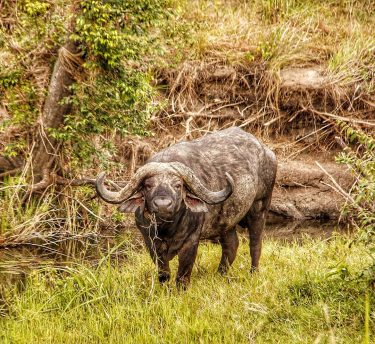 such a BUFF – FELLOW . As the safari series almost draws to a…
